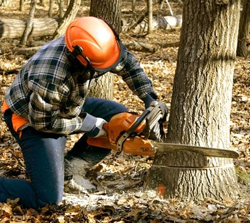 Tree Removal in Brasher Falls, NY